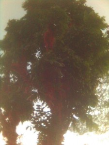 arbol1