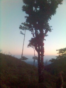 arbol2