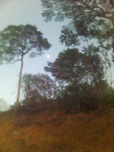 arbol3