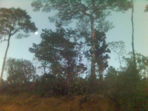 arbol5